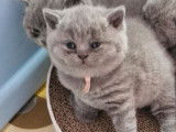 Chaton femelle British Shorthair bleue LOOF à réserver