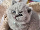 Chaton femelle British Shorthair bleue LOOF à réserver