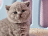 Chaton femelle British Shorthair bleue LOOF à réserver