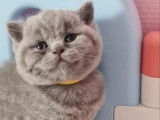 Chaton femelle British Shorthair bleue LOOF à réserver
