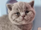 Chaton femelle British Shorthair bleue LOOF à réserver