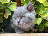 Chatons British Shorthair à vendre