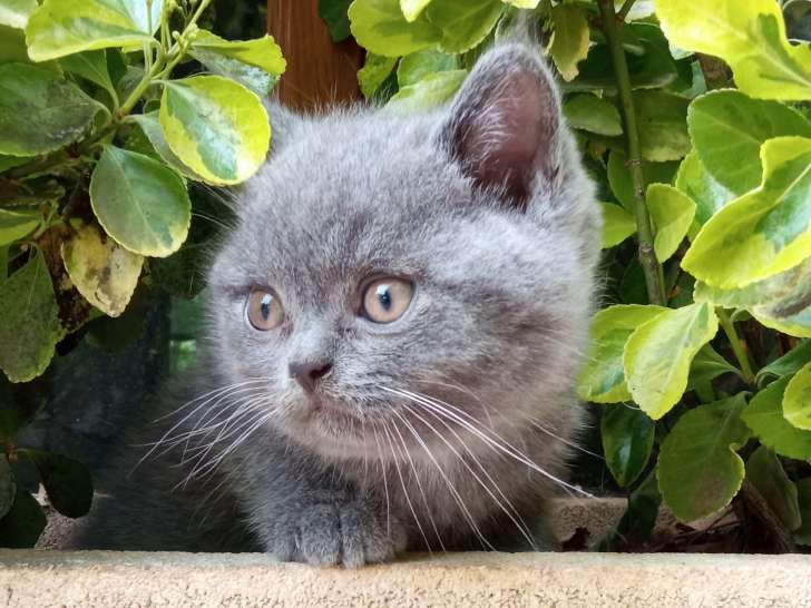 Chatons British Shorthair à vendre