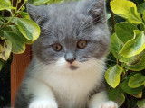 Chatons British Shorthair à vendre