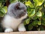 Chatons British Shorthair à vendre