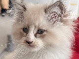 Chatte Ragdoll à vendre