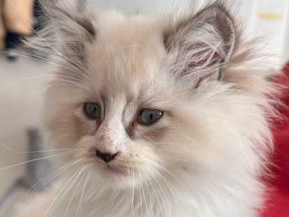 Chatte Ragdoll à vendre