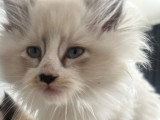 Chatte Ragdoll à vendre