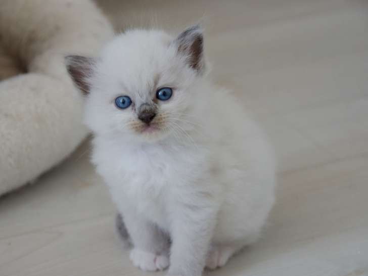 Chatons de race Ragdoll à vendre (1 femelle & 4 mâles)