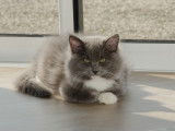 Chatons de race Ragdoll à vendre (1 femelle & 4 mâles)