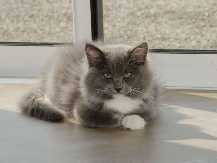 Chatons de race Ragdoll à vendre (1 femelle & 4 mâles)