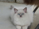 Chatons de race Ragdoll à vendre (1 femelle & 4 mâles)