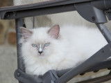 Chatons de race Ragdoll à vendre (1 femelle & 4 mâles)