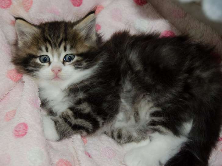 Chatons Sibérien à vendre