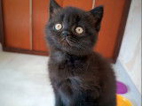 1 chatonne British Shorthair à vendre (LOOF)