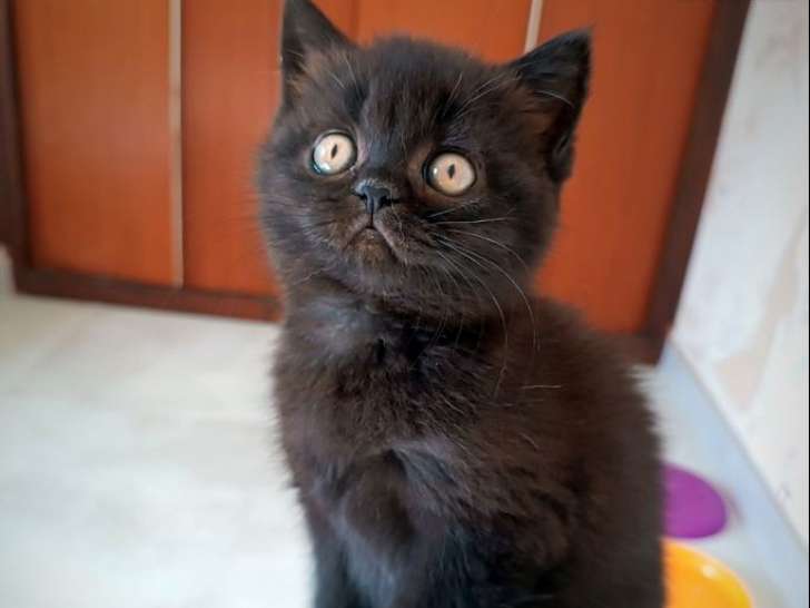 1 chatonne British Shorthair à vendre (LOOF)