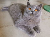 1 chatonne British Shorthair à vendre (LOOF)