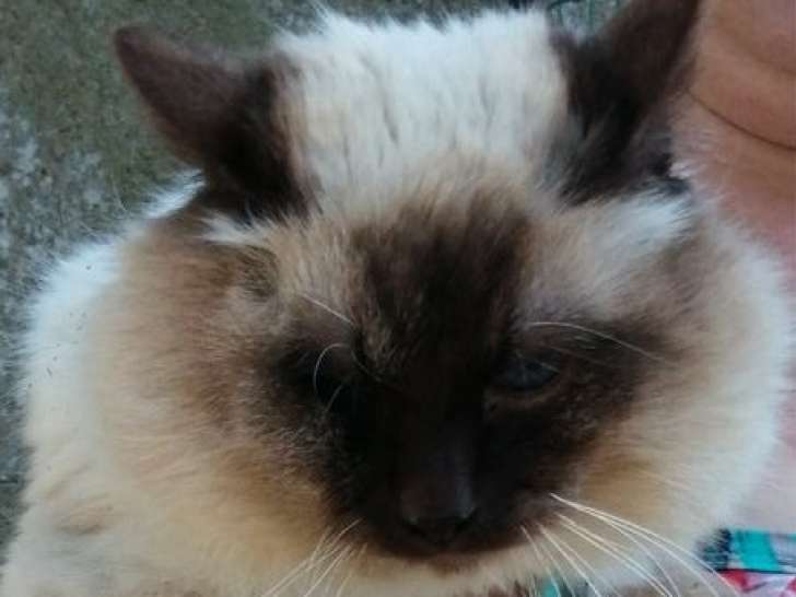 Chat mâle Sacré de Birmanie disponible pour saillie (LOOF)