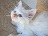 5 chatons Sacré de Birmanie LOOF disponibles à la réservation