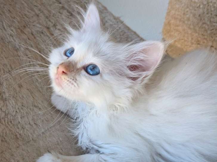 5 chatons Sacré de Birmanie LOOF disponibles à la réservation