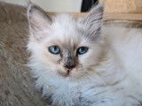 5 chatons Sacré de Birmanie LOOF disponibles à la réservation