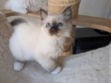 5 chatons Sacré de Birmanie LOOF disponibles à la réservation