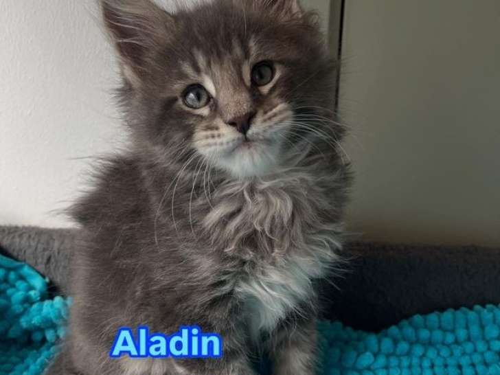 5 chatons Maine Coon LOOF à réserver