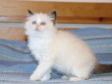 2 chatonnes Ragdoll à réserver (LOOF)