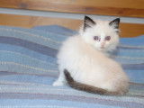 2 chatonnes Ragdoll à réserver (LOOF)