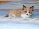 2 chatonnes Ragdoll à réserver (LOOF)