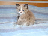 2 chatonnes Ragdoll à réserver (LOOF)