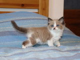 2 chatonnes Ragdoll à réserver (LOOF)