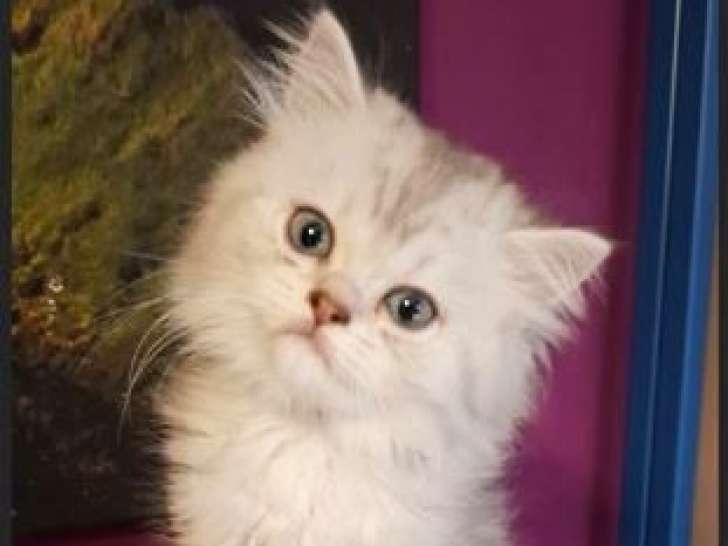 5 chatons Highland Straight LOOF disponibles à la vente