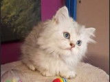 5 chatons Highland Straight LOOF disponibles à la vente