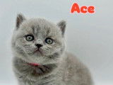 6 chatons British Shorthair LOOF à réserve