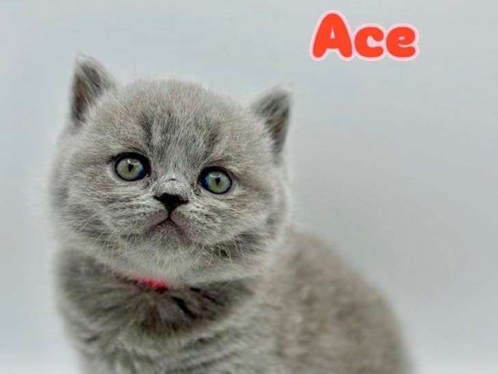 6 chatons British Shorthair LOOF à réserve