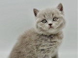 6 chatons British Shorthair LOOF à réserve