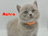 6 chatons British Shorthair LOOF à réserve