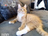 2 chatons mâles Maine Coon LOOF disponibles à l’achat