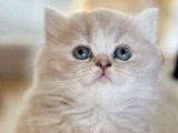 4 chatons Highland Straight LOOF à réserver