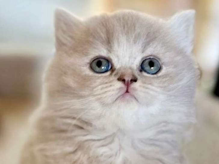 4 chatons Highland Straight LOOF à réserver