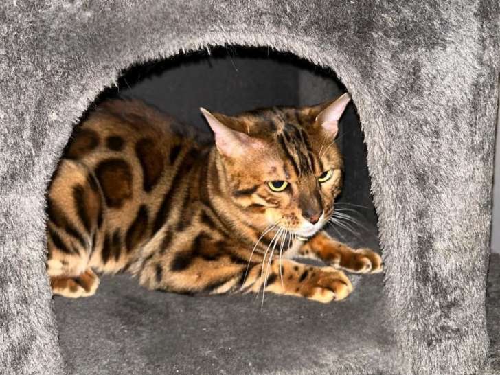 Mâle Bengal disponible pour saillie