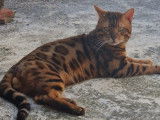 Mâle Bengal disponible pour saillie