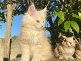 2 chatons mâles Maine Coons LOOF à réserver