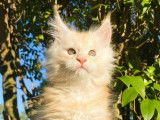 2 chatons mâles Maine Coons LOOF à réserver