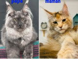 2 chatons mâles Maine Coons LOOF à réserver