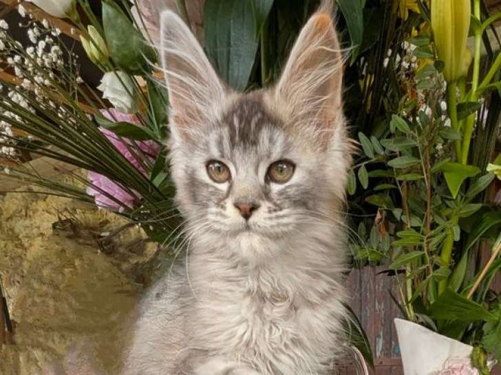 Chaton femelle Maine Coon à vendre (LOOF)