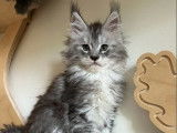 Chatons Maine Coon LOOF disponibles à l’achat