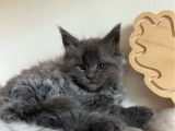 Chatons Maine Coon LOOF disponibles à l’achat