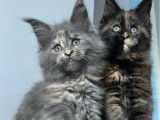 Chatons Maine Coon LOOF disponibles à l’achat